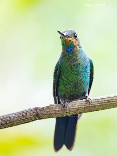Hummingbirds of Costa Rica